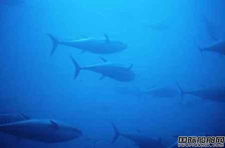 立邦涂料模擬金槍魚開發防污船底涂料 