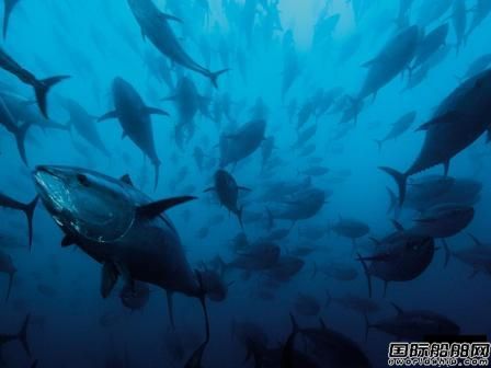 立邦涂料模仿金槍魚開發防污船底涂料 